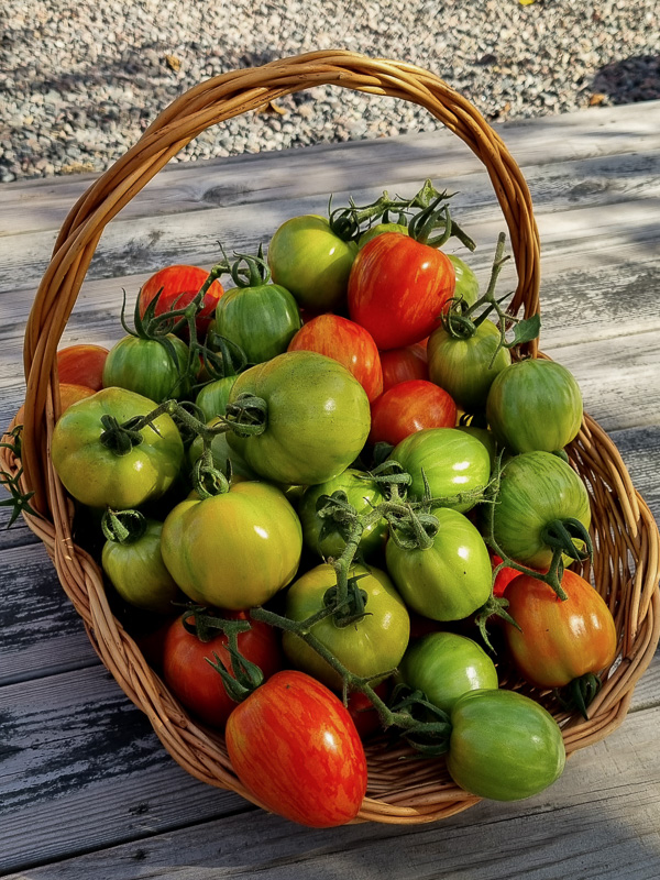 Röda och gröna tomater i en korg. Trädgårdskalender september