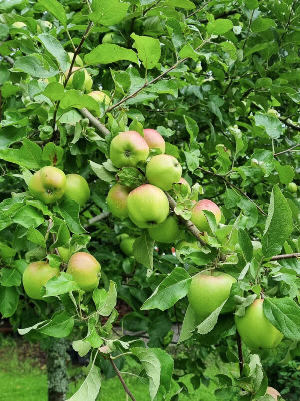 Beskärning av fruktträd i JAS