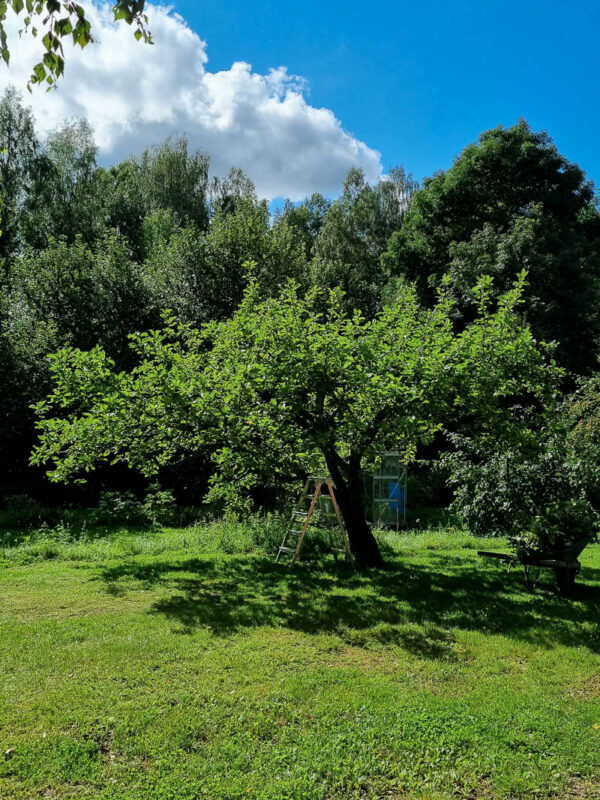 Beskärning av äppelträd är en punkt i trädgårdskalender för september