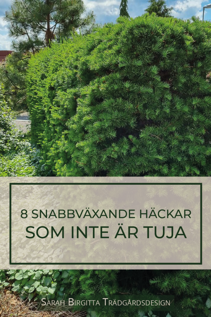 8 Snabbv xande H ckar Som Inte r Tuja