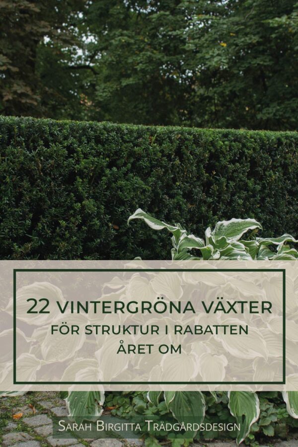 22 vintergröna växter för struktur i rabatten året om