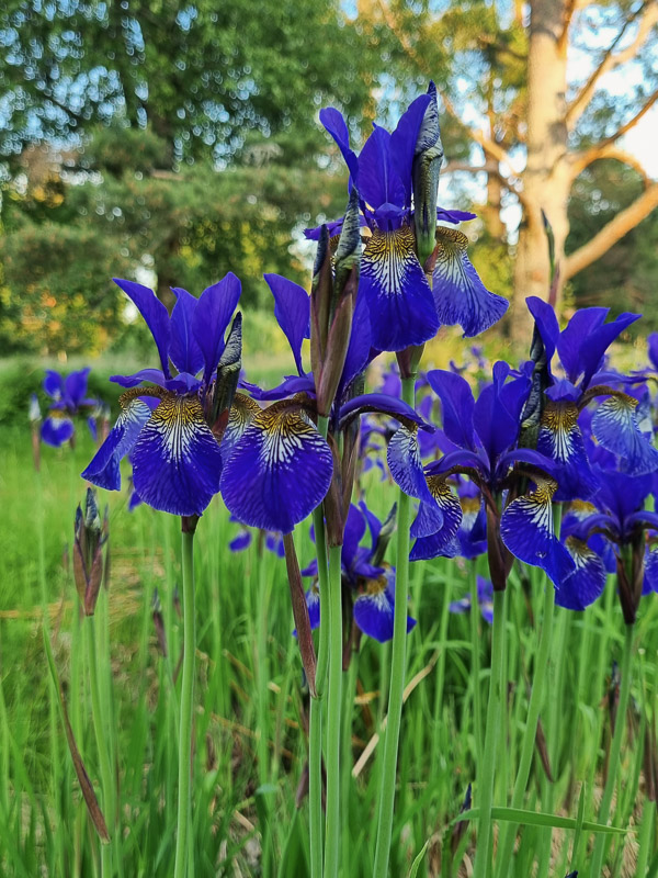 Blå iris