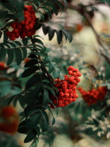 Rönn - många olika sorter att välja på - Sarah Birgitta Trädgårdsdesign