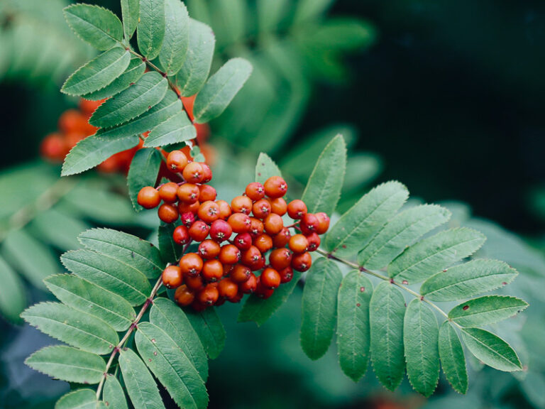 Rönn - många olika sorter att välja på - Sarah Birgitta Trädgårdsdesign