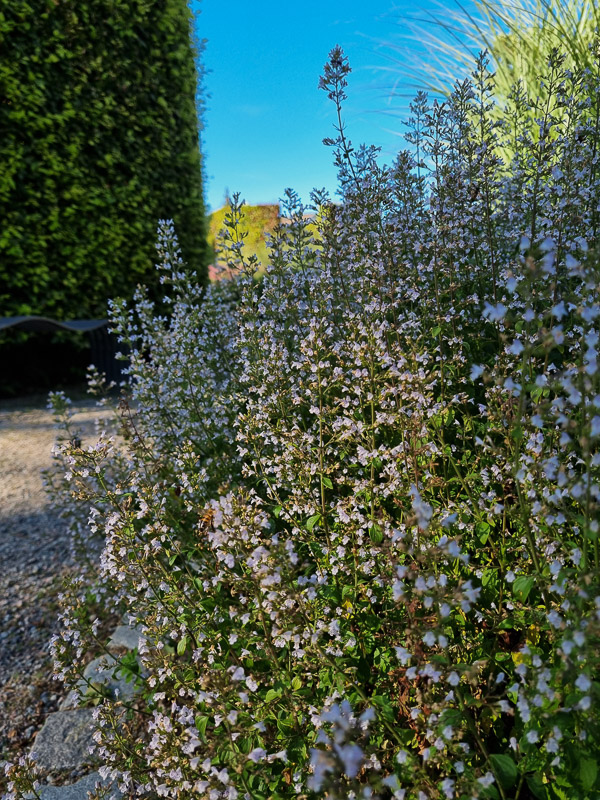 Blommande stenkyndel med små, skira ljusvioletta blommor