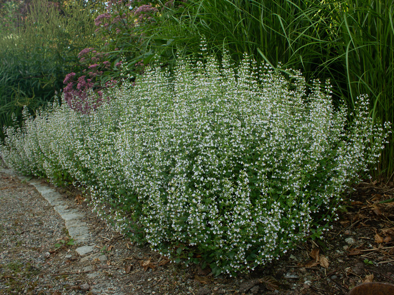 Stenkyndel. En vitblommande, låg perenn som blommar länge