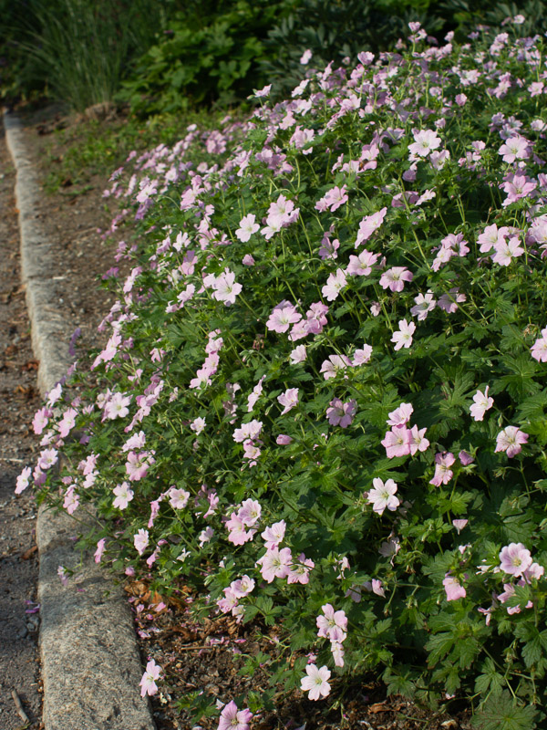 Trädgårdsnäva Dreamland blommar rikligt med små, rosa blommor