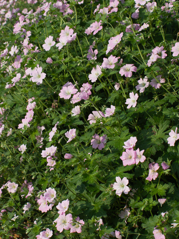 Trädgårdsnäva Dreamland med små, öppna rosa blommor och gröna blad