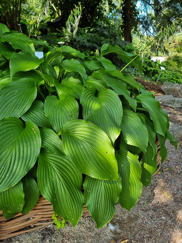 Stora, gröna blad av funkia