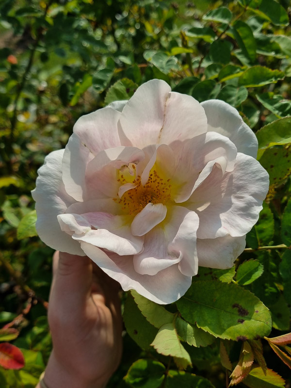 Stor, öppen ljusrosa ros med gulaktig mitt