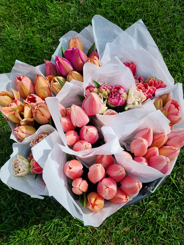 hink fylld med tulpanbuketter i rosa nyanser