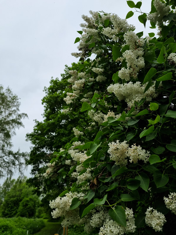 vit syren som blommar