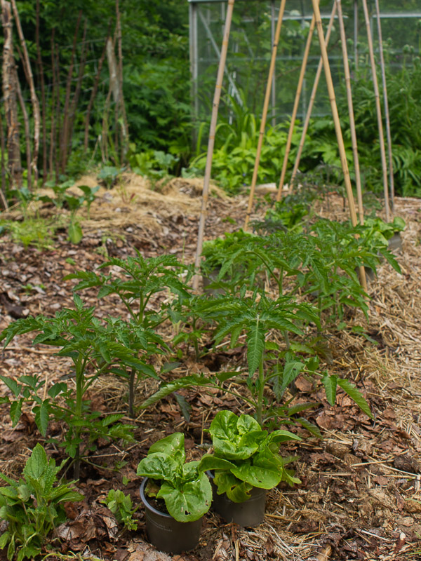 En odlingsbädd med tomatplantor