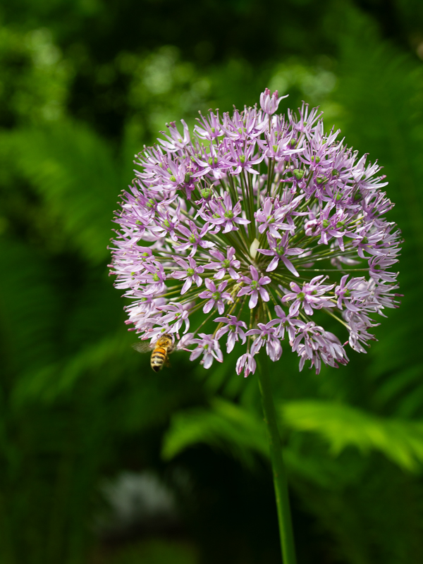 Ett bi som flyger intill en lila bollformad blomma (allium)