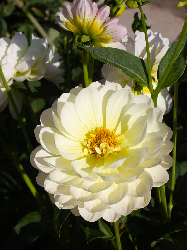 Ljusgul blomma med dubbla kronblad
