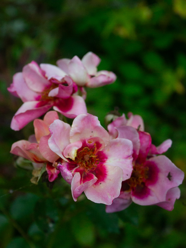 rosa enkel ros, med mörkrosa mitt