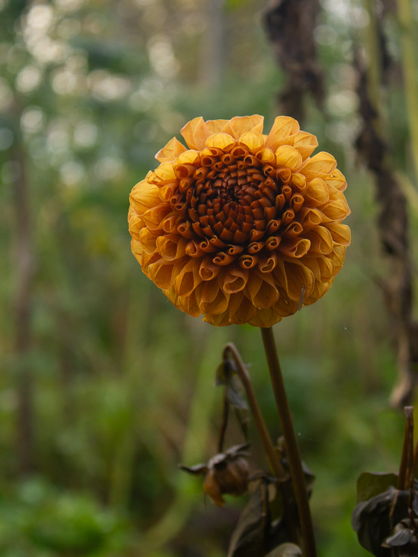frostskadad orange, bollformad dahlia