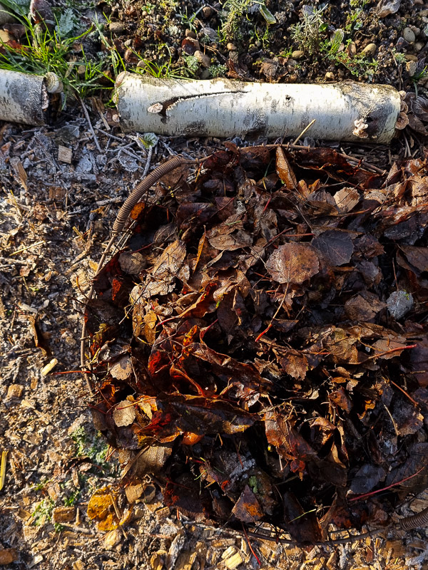 bruna höstlöv samlade i en korg, foto taget ovanifrån