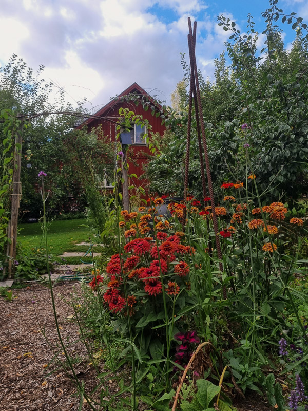 röda och orangea blommor (sommarrudbeckia 'Sahara') i förgrunden, i bakgrunden lummigt grön växtlighet och ett rött hus