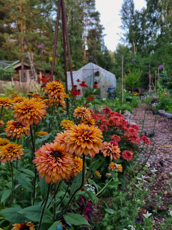 röda och orangea blommor (sommarrudbeckia 'Sahara') framför odlingsbäddar med gröna växter