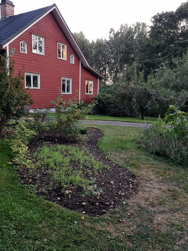 färdig no-digodlingsbädd, där gröngödsling har börjat gro