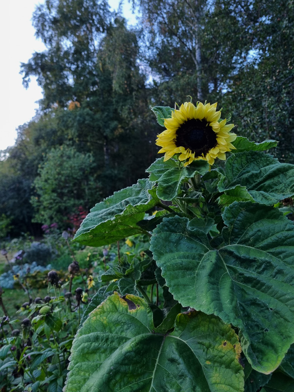 gul solros som blommar framför en grön bakgrund