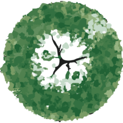 Träd-5